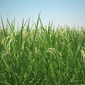Asian Rice Field